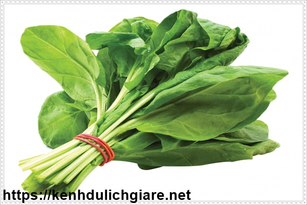 Rau bina l&agrave; thực phẩm dinh dưỡng thể h&igrave;nh chống l&atilde;o h&oacute;a