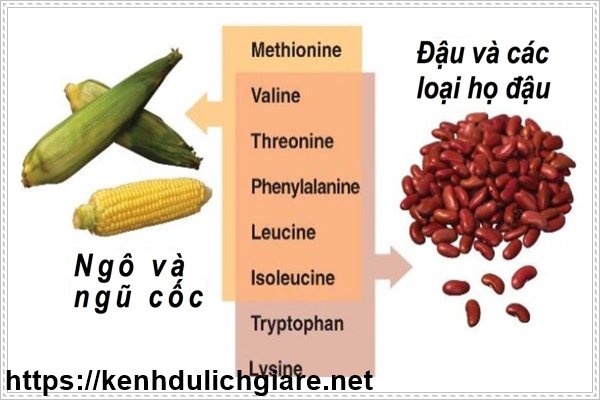 Các loại axit amin thường có trong dinh dưỡng thể hình