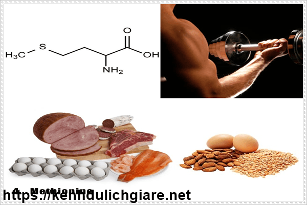 Methionine cần cho dinh dưỡng thể hình của nam